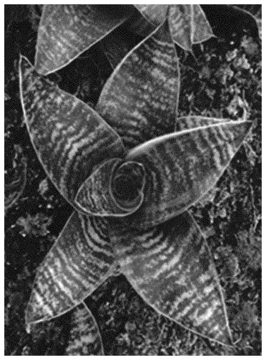 Figure 1 of US plant patent PP34366, the photograph of OSV Sans 015 printed in the patent.