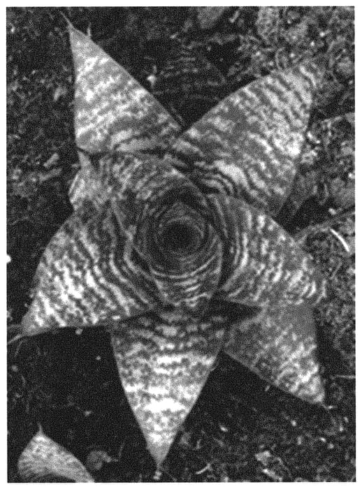 Figure 1 of US plant patent PP34367, the photograph of OSV Sans 013 printed in the patent.
