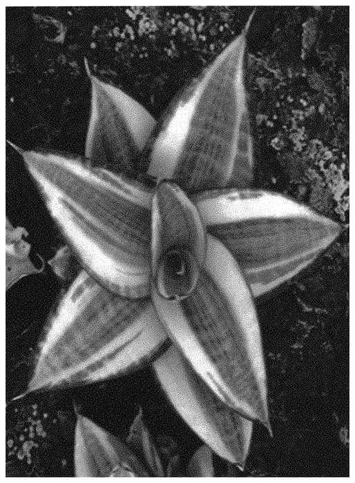 Figure 1 of US plant patent PP34368, the photograph of OSV sans 002 printed in the patent.