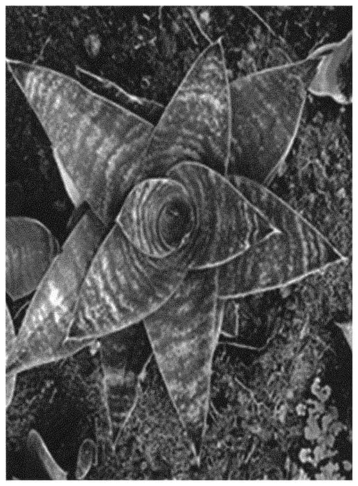 Figure 1 of US plant patent PP34369, the photograph of OSV Sans 017 printed in the patent.