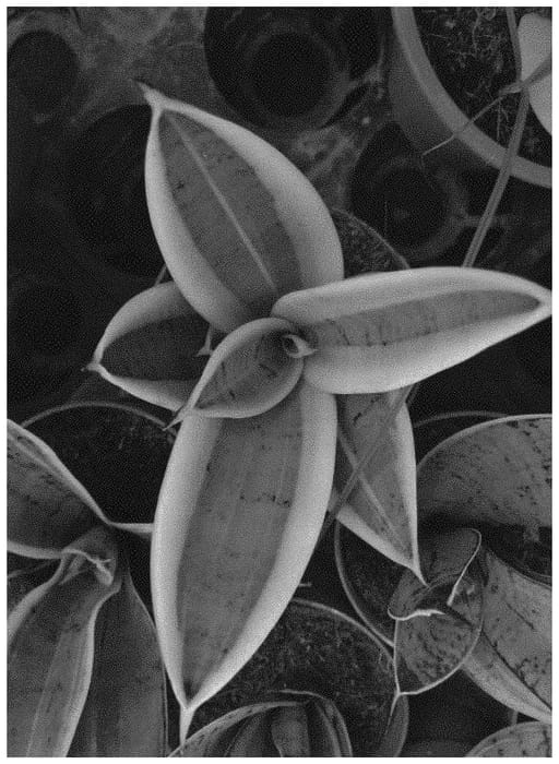 Figure 1 of US plant patent PP34370, the photograph of OSV Sans 010 printed in the patent.