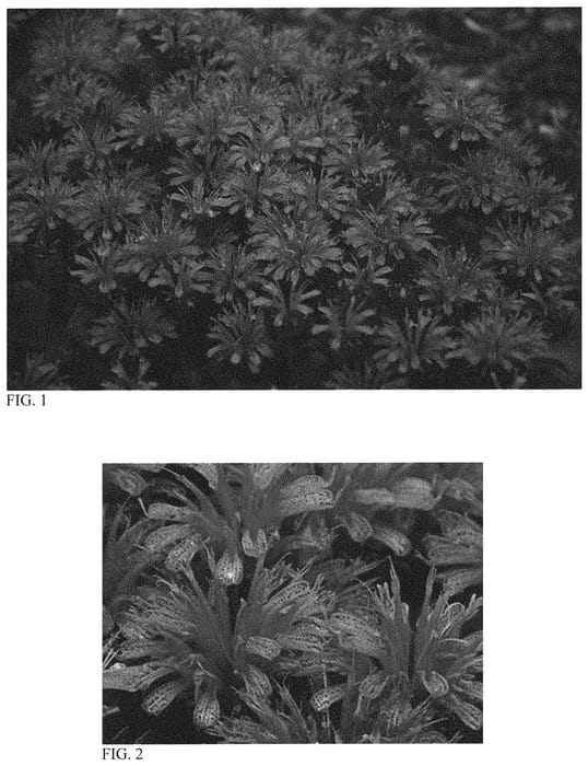 Figure 1 of US plant patent PP34371, the photograph of Leading Lady Amethyst printed in the patent.