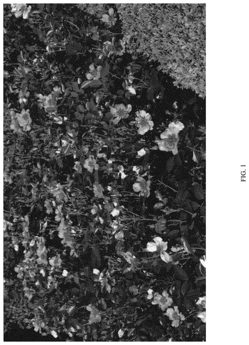 Figure 1 of US plant patent PP34372, the photograph of NOA813219 printed in the patent.