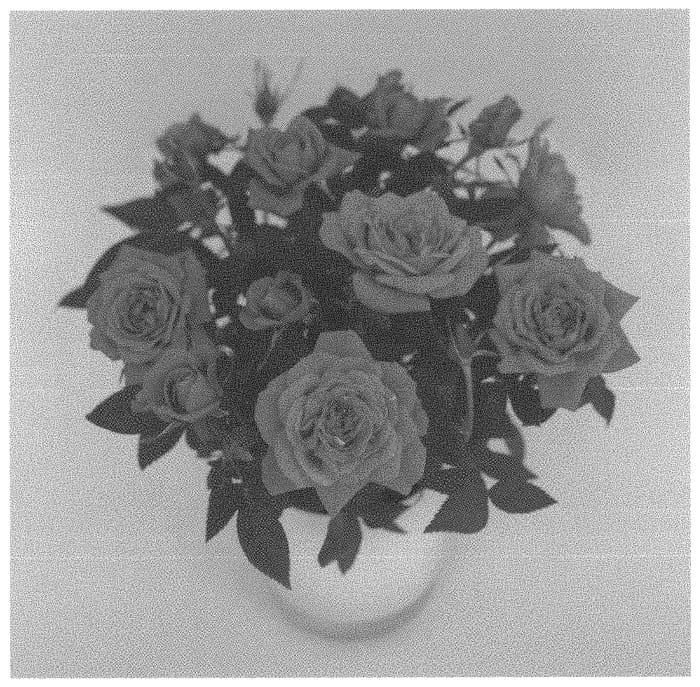 Figure 1 of US plant patent PP34373, the photograph of KORaroma13 printed in the patent.