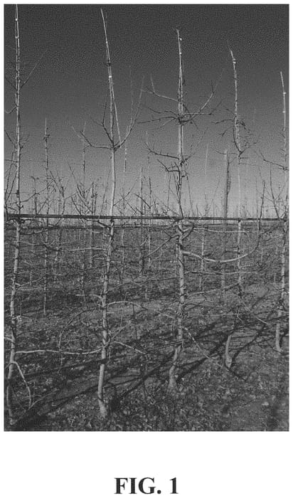 Figure 1 of US plant patent PP34374, the photograph of D27-16 printed in the patent.