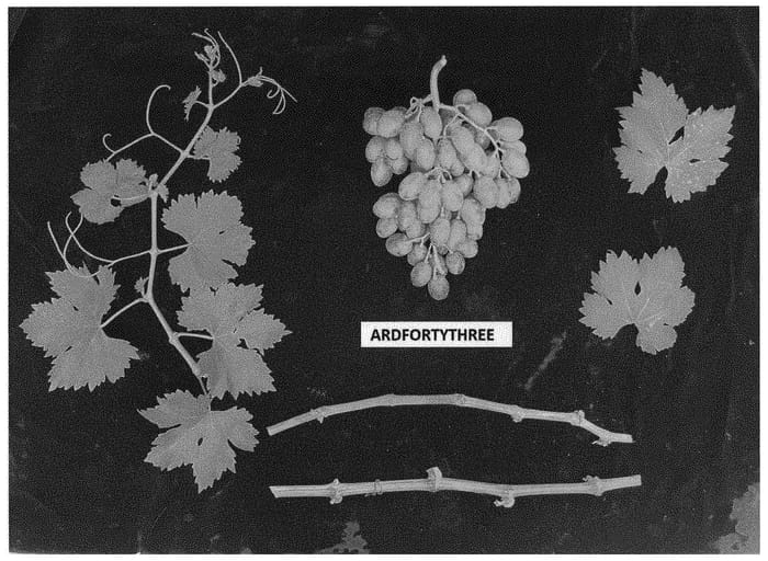 Figure 1 of US plant patent PP34375, the photograph of ARDFORTYTHREE printed in the patent.