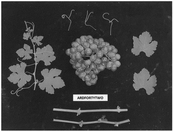 Figure 1 of US plant patent PP34376, the photograph of ARDFORTYTWO printed in the patent.