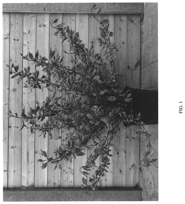 Figure 1 of US plant patent PP34377, the photograph of Verpaalen2 printed in the patent.