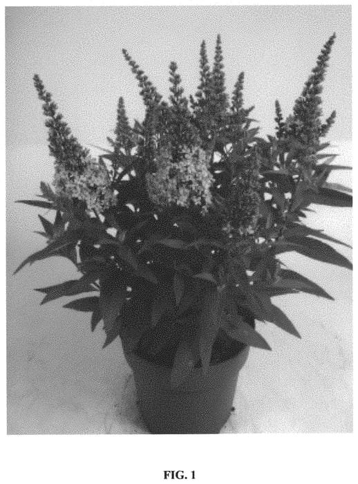 Figure 1 of US plant patent PP34378, the photograph of Botex 004 printed in the patent.