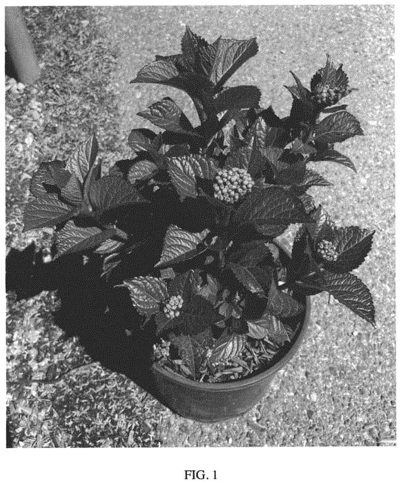 Figure 1 of US plant patent PP34379, the photograph of Hokomaburlac printed in the patent.