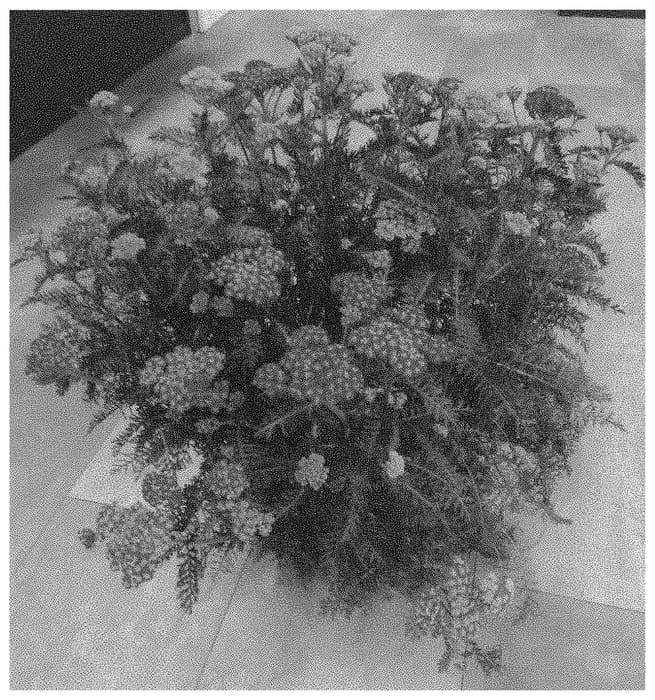 Figure 1 of US plant patent PP34380, the photograph of Bosachskyfi printed in the patent.