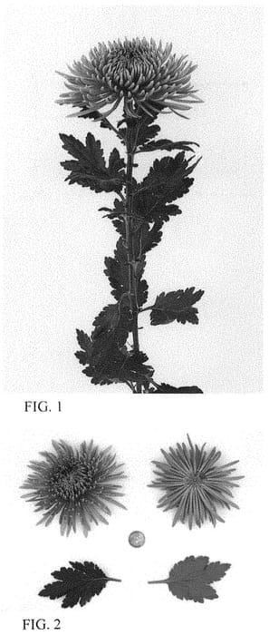 Figure 1 of US plant patent PP34381, the photograph of DLFTAZA4 printed in the patent.