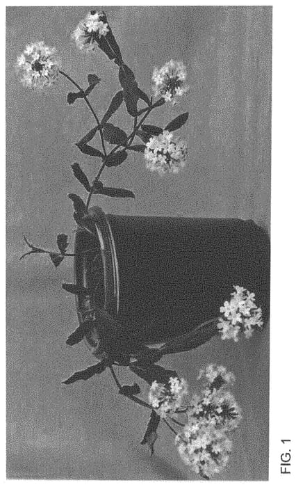Figure 1 of US plant patent PP34382, the photograph of WNVECPPK printed in the patent.