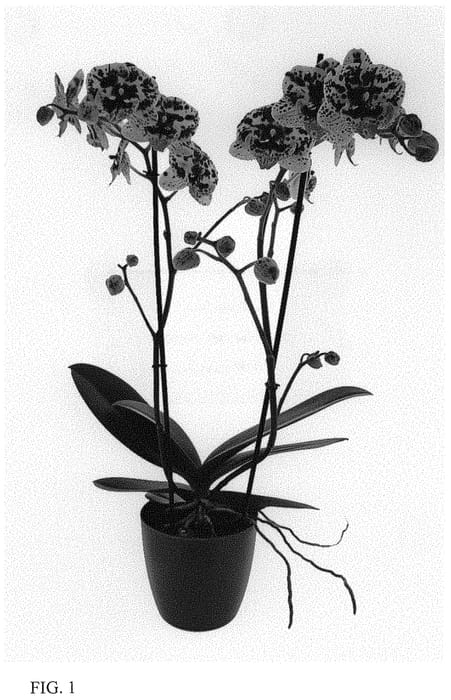 Figure 1 of US plant patent PP34383, the photograph of Speechless Elegance printed in the patent.