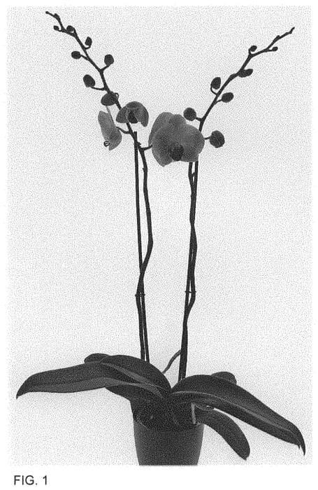 Figure 1 of US plant patent PP34384, the photograph of Forbidden Fruit printed in the patent.