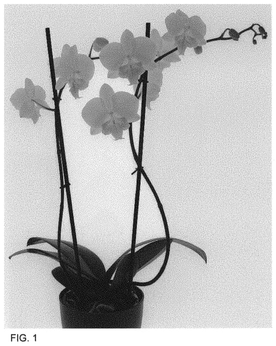 Figure 1 of US plant patent PP34385, the photograph of Moonlight Serenade printed in the patent.