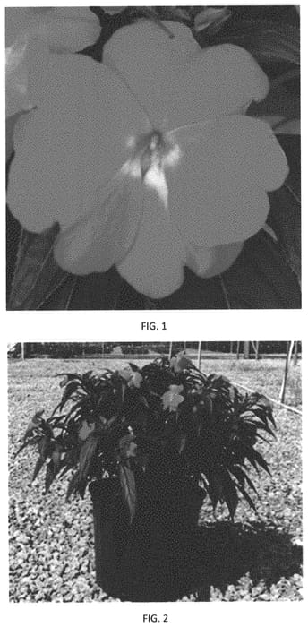 Figure 1 of US plant patent PP34386, the photograph of IMGZ0019 printed in the patent.