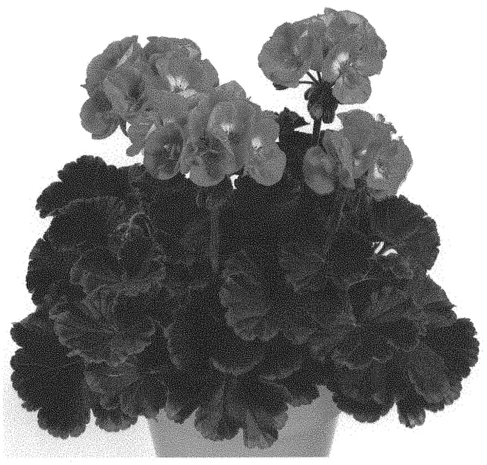 Figure 1 of US plant patent PP34387, the photograph of Pacchopinim printed in the patent.