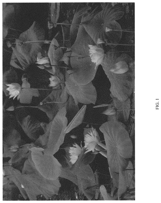 Figure 1 of US plant patent PP34388, the photograph of Taoling Shipian printed in the patent.