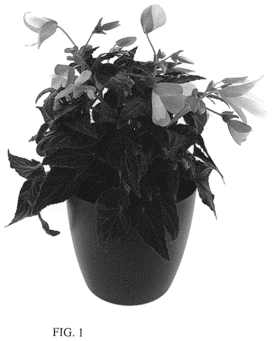 Figure 1 of US plant patent PP34389, the photograph of BKPBEWFBC printed in the patent.