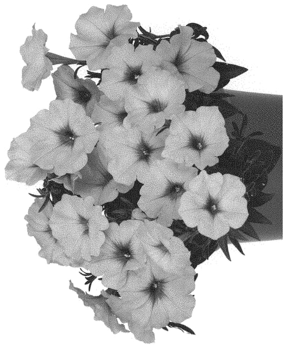 Figure 1 of US plant patent PP34390, the photograph of Dopetdurasopi printed in the patent.