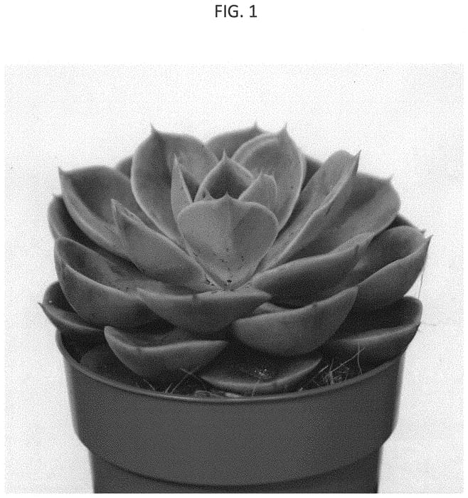 Figure 1 of US plant patent PP34391, the photograph of AMIECH2002 printed in the patent.