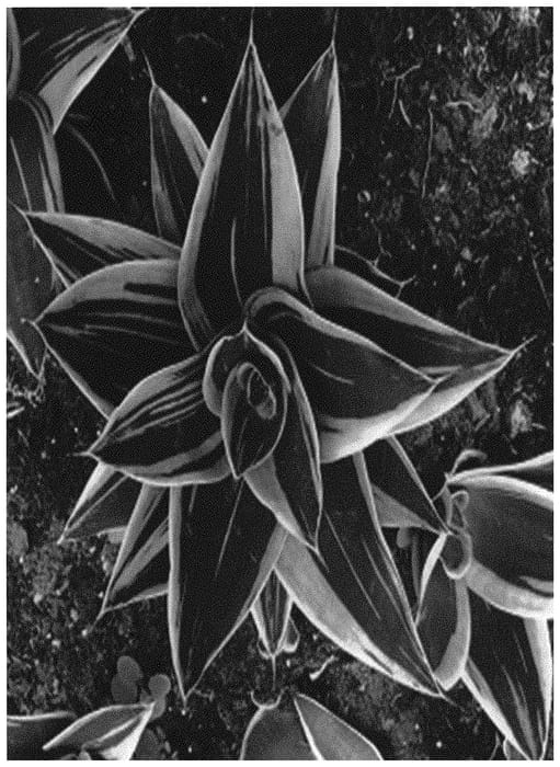 Figure 1 of US plant patent PP34392, the photograph of OSV Sans 006 printed in the patent.