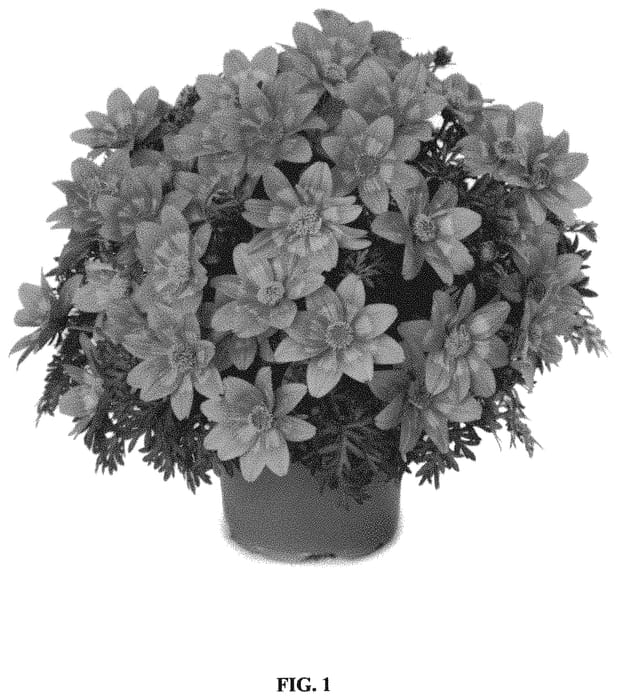 Figure 1 of US plant patent PP34393, the photograph of FSK17S12 printed in the patent.