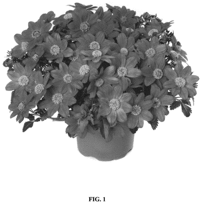Figure 1 of US plant patent PP34394, the photograph of FSK17S28 printed in the patent.