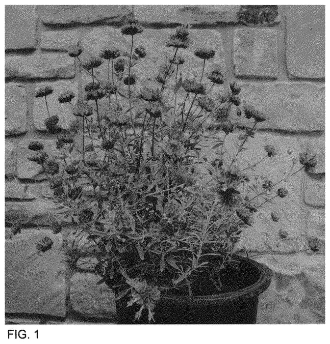 Figure 1 of US plant patent PP34395, the photograph of MSWNBoyton2 printed in the patent.