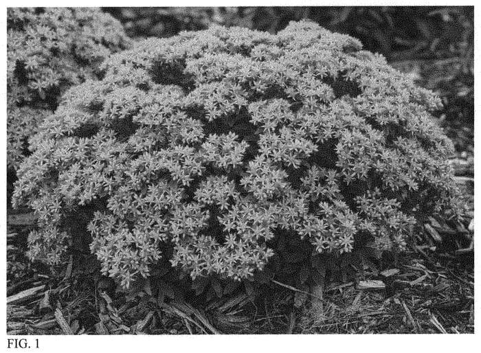 Figure 1 of US plant patent PP34396, the photograph of Bright Idea printed in the patent.