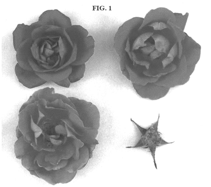 Figure 1 of US plant patent PP34397, the photograph of RIPfirst printed in the patent.