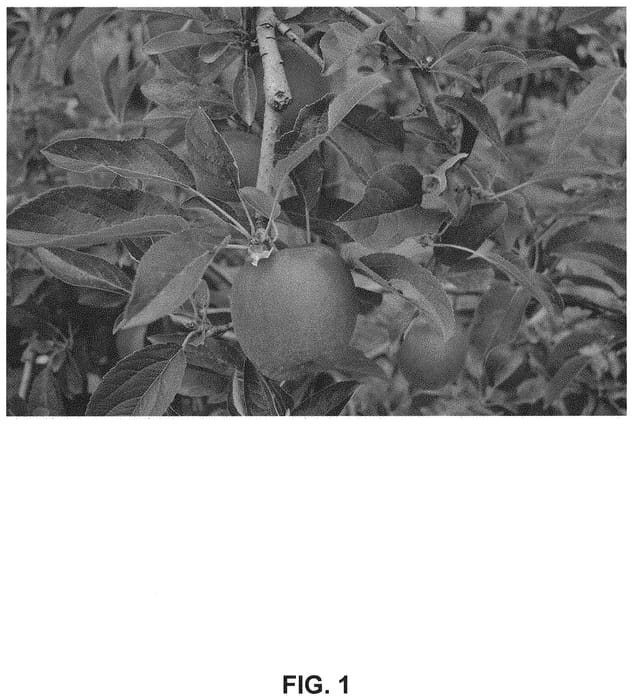 Figure 1 of US plant patent PP34399, the photograph of SF1 printed in the patent.