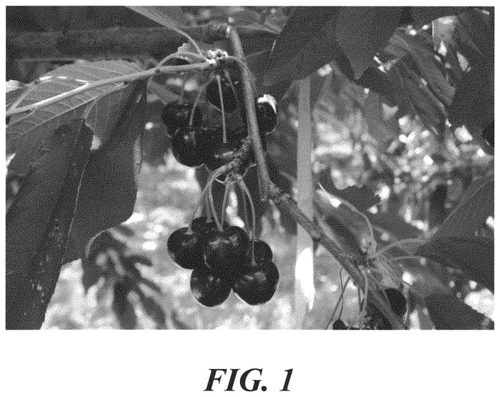 Figure 1 of US plant patent PP34400, the photograph of B1218 printed in the patent.