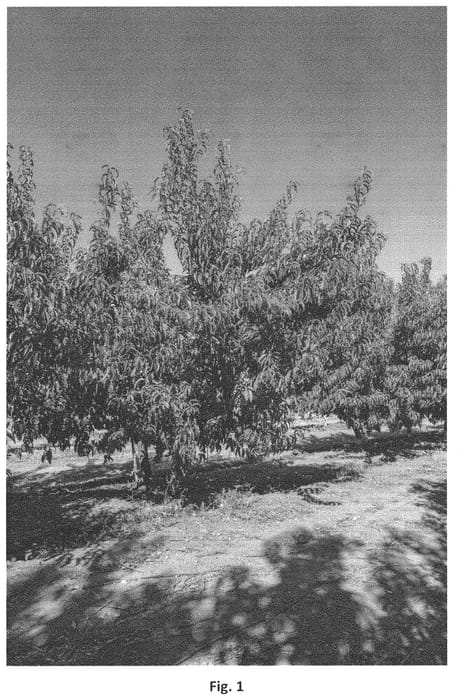 Figure 1 of US plant patent PP34401, the photograph of Andes Nec-6 printed in the patent.
