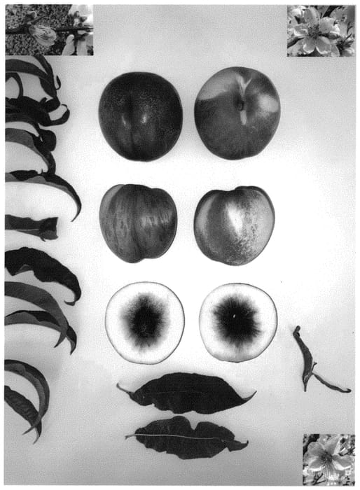 Figure 1 of US plant patent PP34402, the photograph of Pearlicious XV printed in the patent.