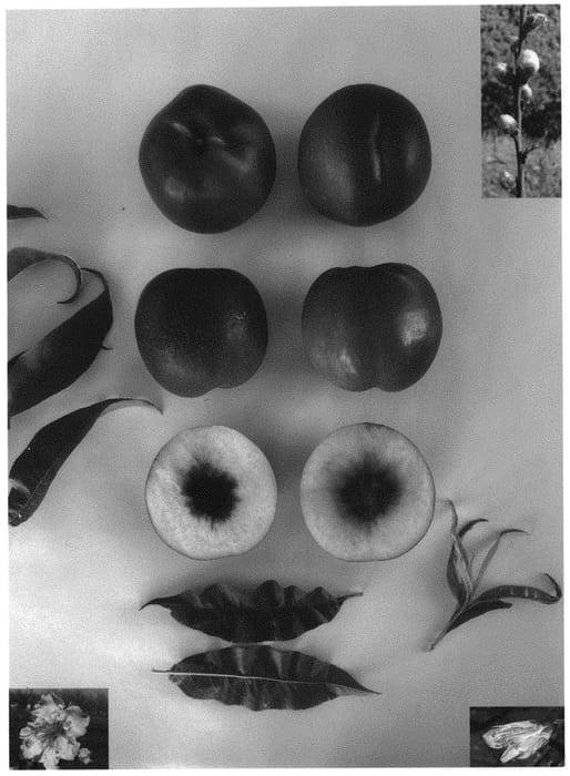 Figure 1 of US plant patent PP34403, the photograph of Pearlicious XI printed in the patent.
