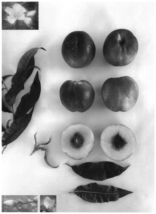 Figure 1 of US plant patent PP34404, the photograph of Candysweet XIV printed in the patent.