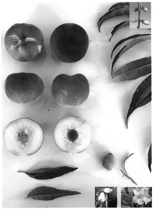 Figure 1 of US plant patent PP34405, the photograph of Pearl Princess VII printed in the patent.