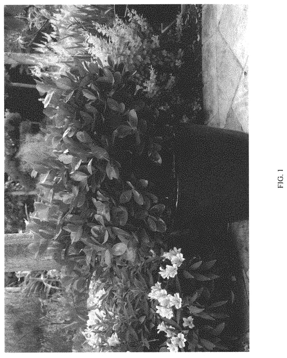 Figure 1 of US plant patent PP34406, the photograph of Miniredia printed in the patent.