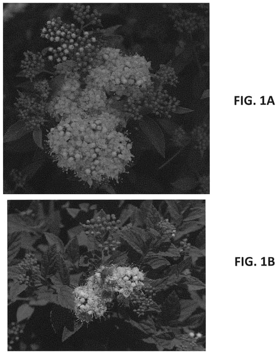 Figure 1 of US plant patent PP34407, the photograph of MAD-SP2 printed in the patent.