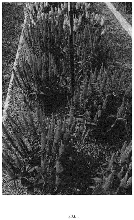 Figure 1 of US plant patent PP34408, the photograph of VVQRA06-0 printed in the patent.