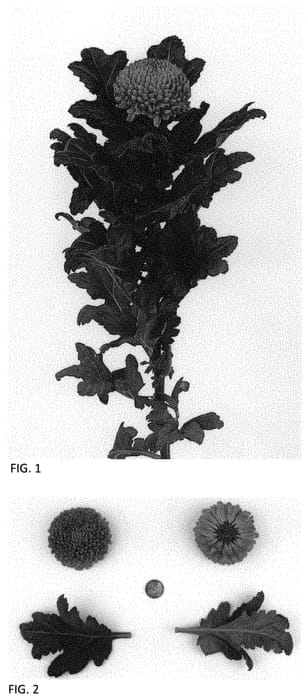 Figure 1 of US plant patent PP34409, the photograph of DLFALEM5 printed in the patent.