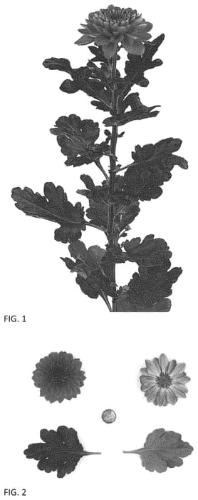 Figure 1 of US plant patent PP34410, the photograph of DLFLYCH7 printed in the patent.