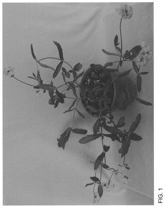 Figure 1 of US plant patent PP34411, the photograph of WNVECPPUR printed in the patent.