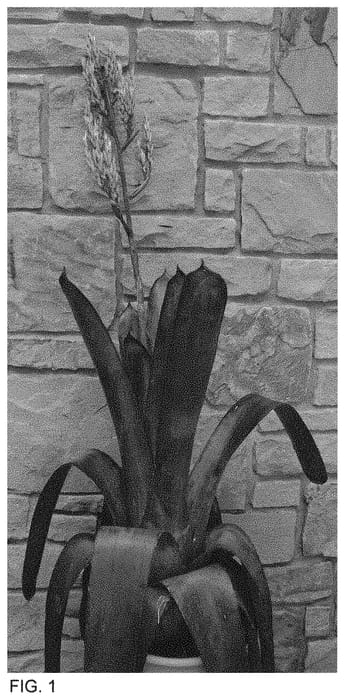 Figure 1 of US plant patent PP34412, the photograph of Don Juan printed in the patent.