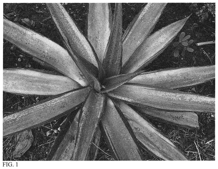 Figure 1 of US plant patent PP34413, the photograph of Wingman printed in the patent.