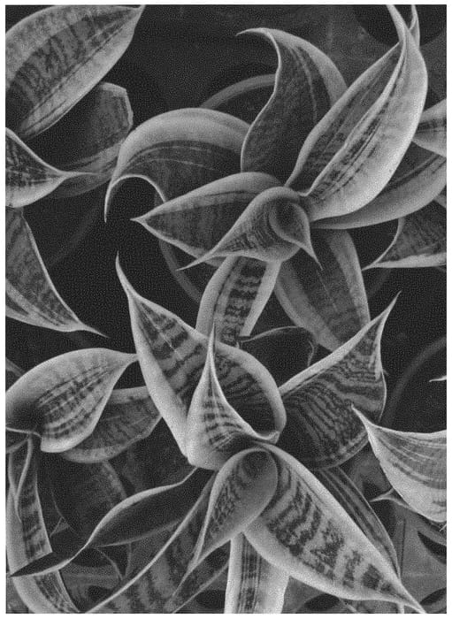 Figure 1 of US plant patent PP34414, the photograph of OSV Sans 007 printed in the patent.