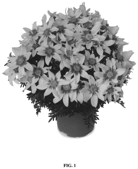 Figure 1 of US plant patent PP34415, the photograph of FSK17S41 printed in the patent.