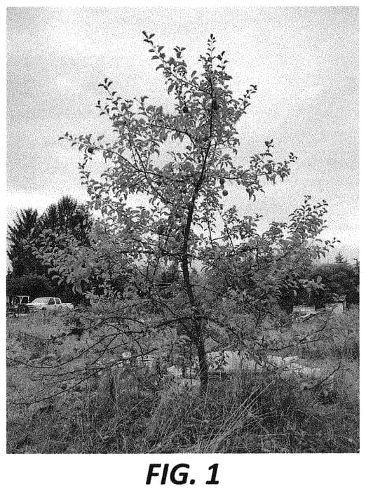 Figure 1 of US plant patent PP34416, the photograph of Starlord printed in the patent.